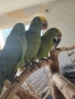 Продавам ръчно хранени бебета Амазони, снимка 3