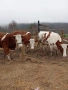Продавам четири крави и четири телета,, снимка 2