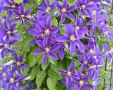 Clematis ‘Neonka’(Клематис Неонка), снимка 2