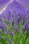 Лавандула , снимка 2