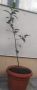 Дафинов лист (лавър), снимка 8