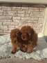 Пудел той момчета , снимка 5