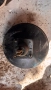Серво усилвател / Спирачна помпа за Peugeot 307 - 0204024101 / 9639662280, снимка 2