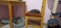 Персийски котенца, снимка 2