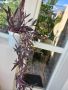 Цвете Традесканция Пурпурно сърце , снимка 1 - Градински цветя и растения - 41981203