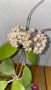 Hoya Parasitica gps 206, снимка 1 - Стайни растения - 45544462