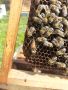 Продавам пчелни майки, снимка 3