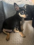 Продавам мъжко пинчер на 4 месеца, снимка 1
