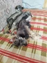 Мини шнауцер , снимка 5