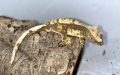 Ресничест гекон - Lilly White, снимка 8