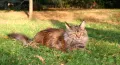 Мейн Куун (Maine Coon), снимка 10