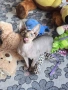 Котенца Канадски Сфинкс, снимка 9