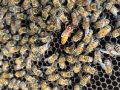 Пчелни майки 2024г, снимка 6
