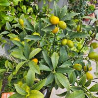 кумкуат, лимони и др. , снимка 3 - Градински цветя и растения - 45370807