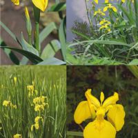 Продавам растения Жълт воден ирис, снимка 10 - Градински цветя и растения - 45382578