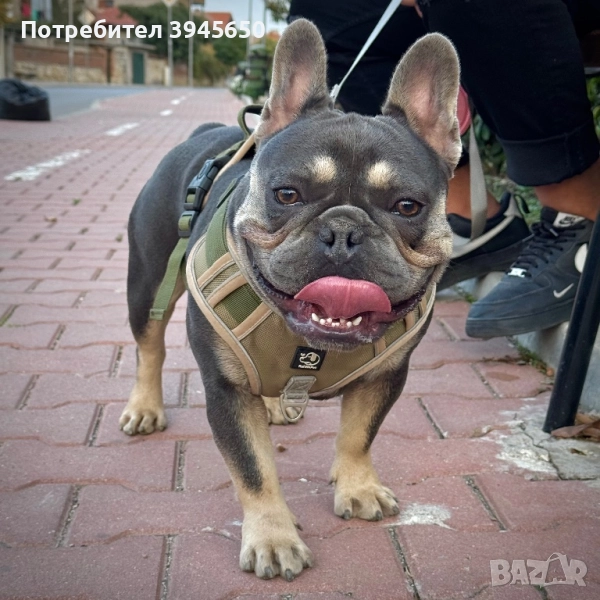 Френски булдог за разплод , снимка 1