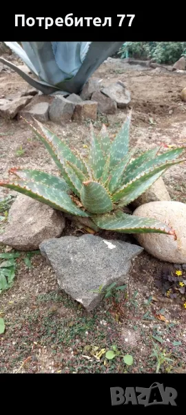 Алое сапонария,Aloe saponaria, снимка 1