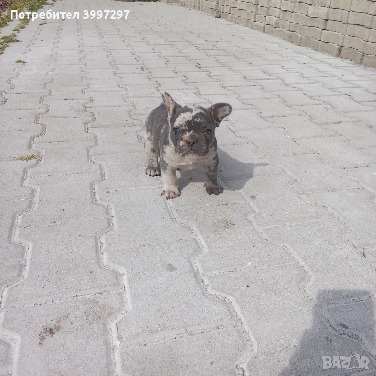 Мерле вече с поставена първа ваксина и обезпаразитено, снимка 1