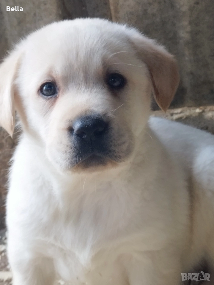 Лабрадор ретривър , снимка 1