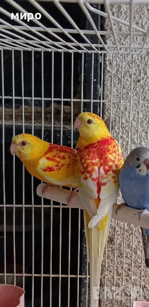 Пойни папагали Рубино!, снимка 1