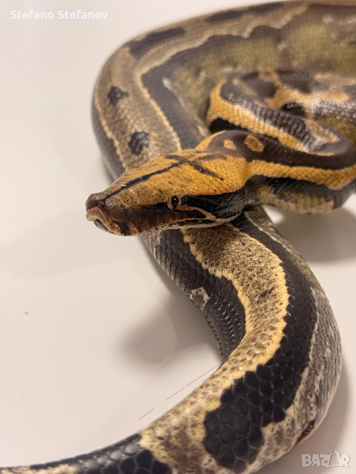 късоопашат питон, снимка 1
