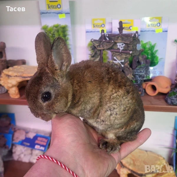 Мини рекс, снимка 1