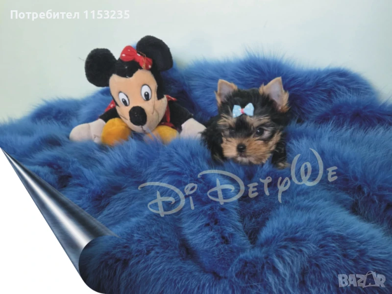 мини йорки, снимка 1