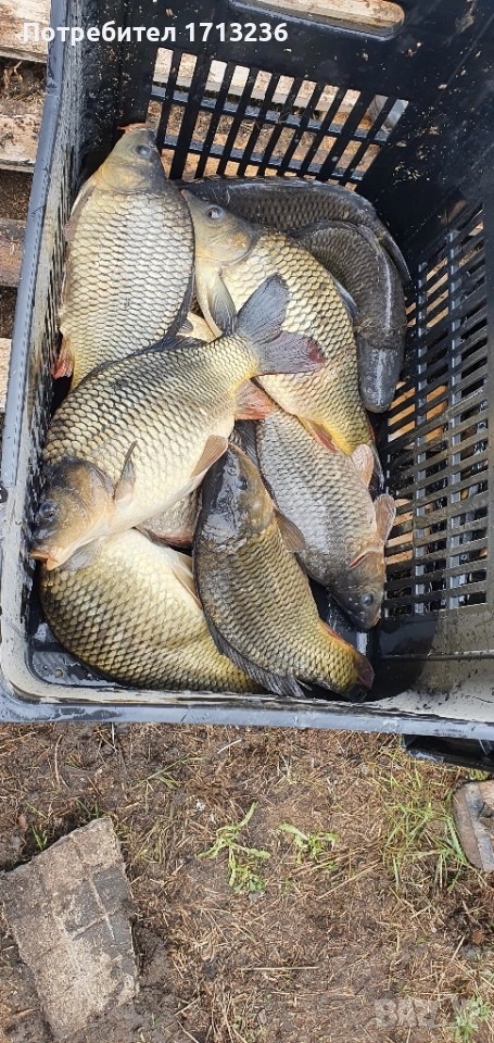 Шарани за консумация 2-3 кг, снимка 1