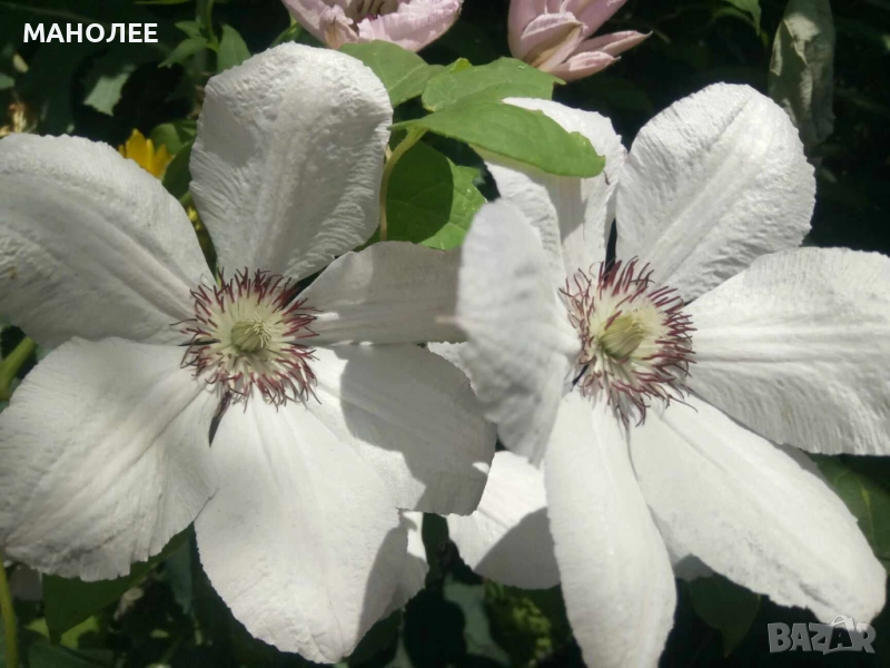 Клематис, снимка 1