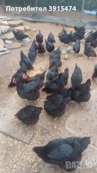 Кокошки черен австралорп, снимка 1