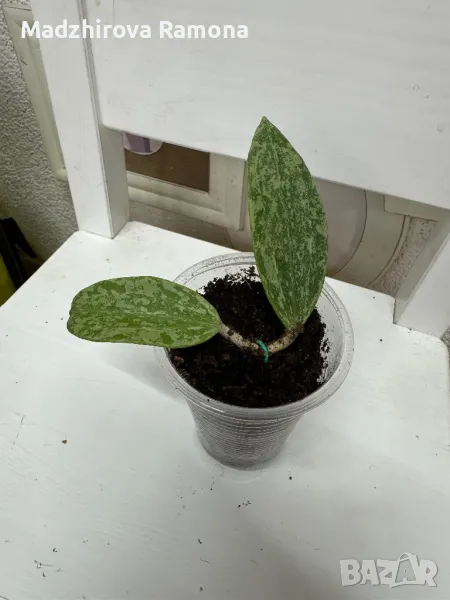 Hoya Rangsan , снимка 1