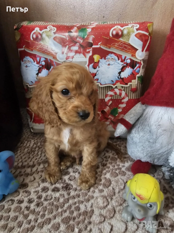 Малкия Гуди си търси своя дом , снимка 1