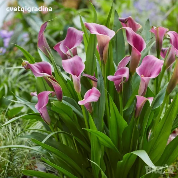 Zantedeschia Grape Velvet (Кала Грейп Велвет), снимка 1