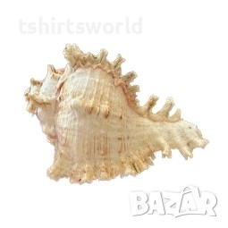 Морски сувенир - Мурекс, снимка 1