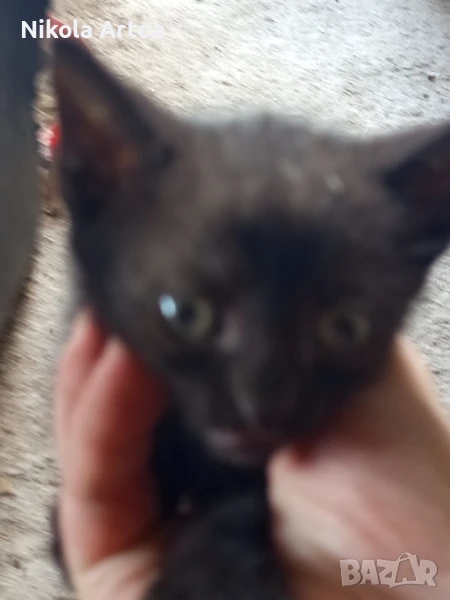 подарявам малки котета, снимка 1