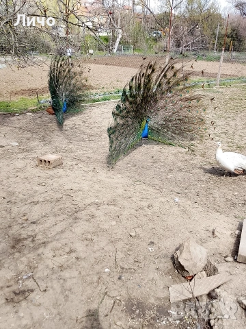 яйца от пауни 