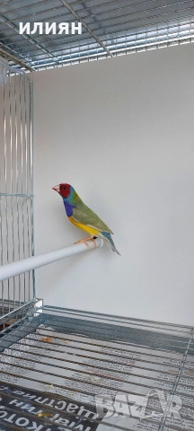 Японски амадини ,мъжка гулдова, снимка 3 - Амадини - 52720896