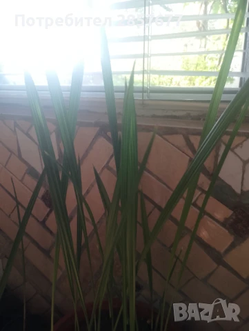 Продавам финикова палма, снимка 2 - Стайни растения - 51256111