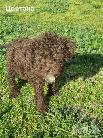 Лагото Романьоло, снимка 2 - Други - 53912287