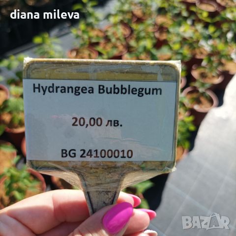 Хортензия Бъбългъм за супер слънце, Hydrangea Candybelle Bubblegum, снимка 6 - Градински цветя и растения - 45702429