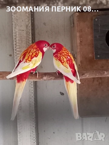 Розела , снимка 2 - Папагали - 50042742