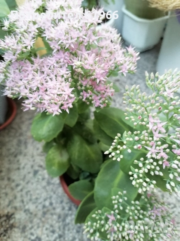 Драцена и Дебела Мара в цъфтеж ! , снимка 3 - Градински цветя и растения - 51774993