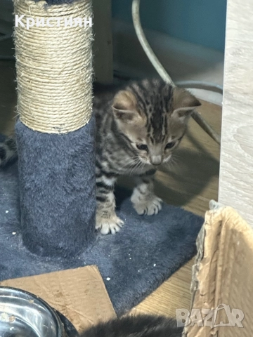 Бенгалски котенца, снимка 2 - Бенгалски - 52539835