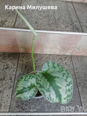 Продавам различни цветя, снимка 6 - Стайни растения - 19367768