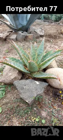 Алое сапонария,Aloe saponaria, снимка 1 - Стайни растения - 47468759