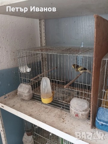 Канарчета млади 2025г. и 2024г., снимка 7 - Канари - 52541500