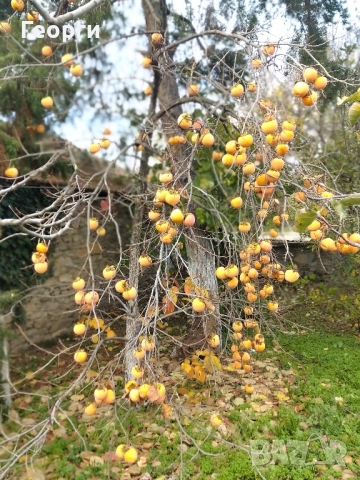 Продавам райска ябълка , снимка 4 - Градински цветя и растения - 52114660