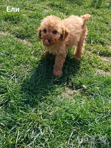 Пудел / Кавапу, снимка 4 - Пудели - 53934093