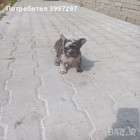 Мерле вече с поставена първа ваксина и обезпаразитено