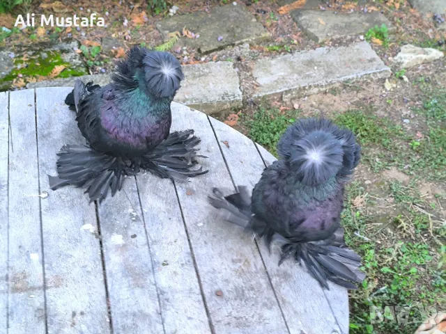 Бухари , снимка 12 - Гълъби - 48210642